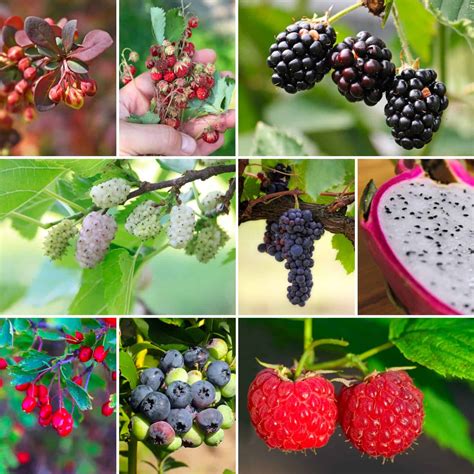 what fruits are safe to eat in china